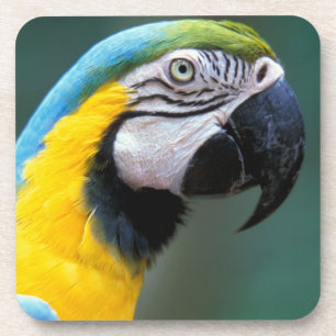 South America, Brazil, Iguacu Natioanl Park, Coaster