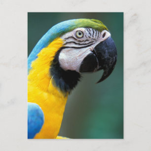 South America, Brazil, Iguacu Natioanl Park, Postcard