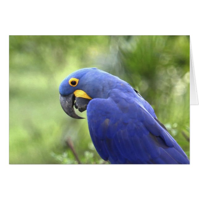 South America, Brazil, Pantanal (Front Horizontal)