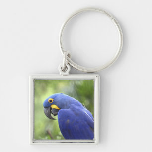 South America, Brazil, Pantanal Keychain