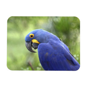 South America, Brazil, Pantanal Magnet