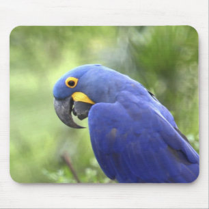 South America, Brazil, Pantanal Mouse Pad