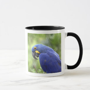 South America, Brazil, Pantanal Mug