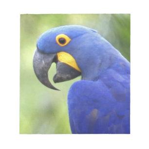 South America, Brazil, Pantanal Notepad