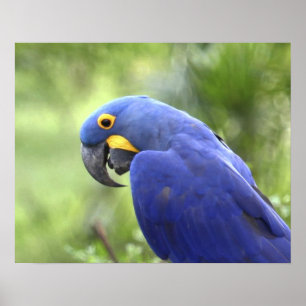 South America, Brazil, Pantanal. The endangered 2 Poster