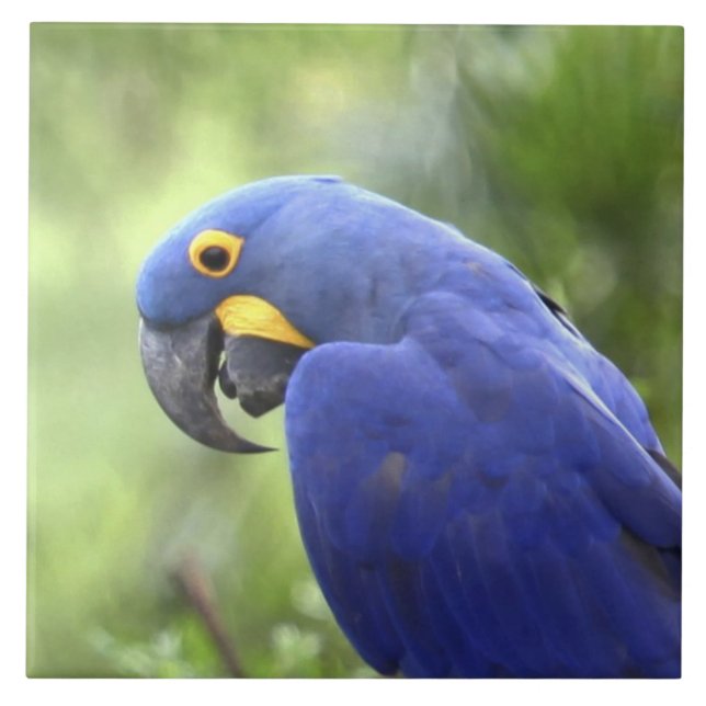 South America, Brazil, Pantanal Tile (Front)