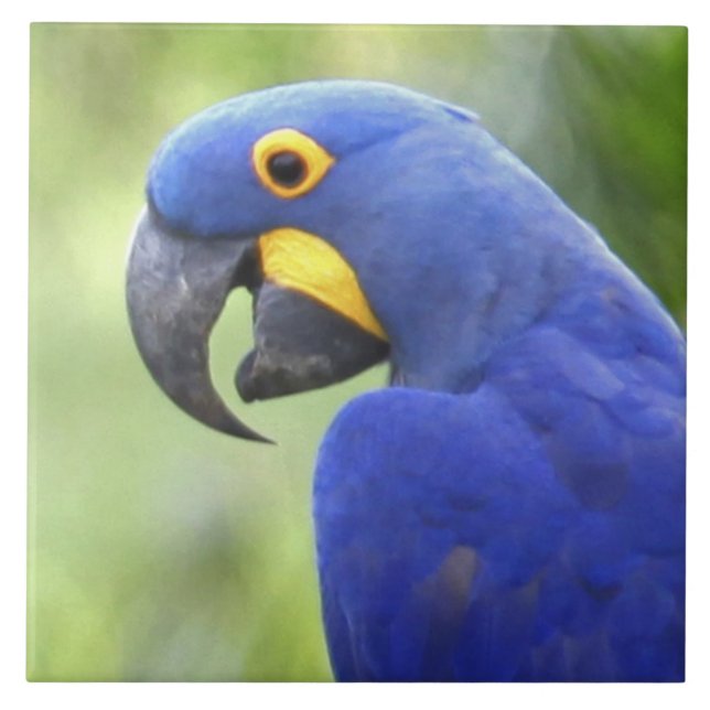 South America, Brazil, Pantanal Tile (Front)