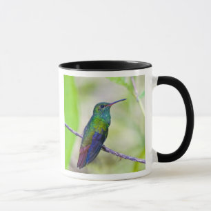 South America, Costa Rica, Sarapiqui, La Selva Mug