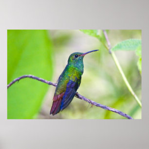 South America, Costa Rica, Sarapiqui, La Selva Poster