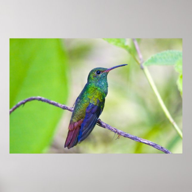 South America, Costa Rica, Sarapiqui, La Selva Poster (Front)