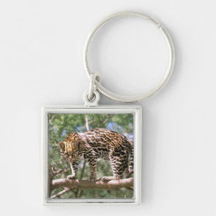 South America, Ecuador, Amazon. Ocelot Keychain