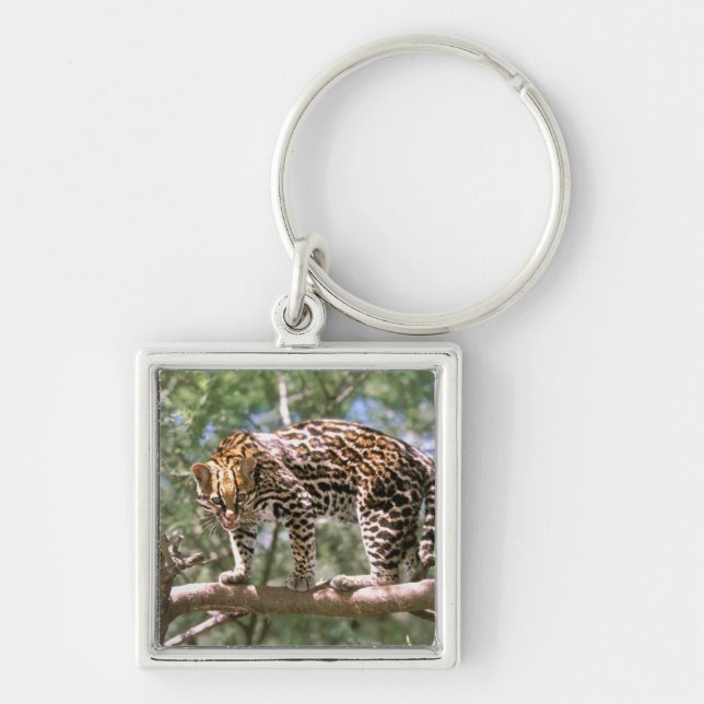 South America, Ecuador, Amazon. Ocelot Keychain (Front)