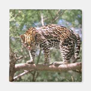South America, Ecuador, Amazon. Ocelot Magnet