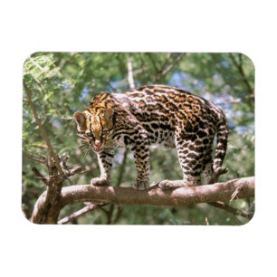 South America, Ecuador, Amazon. Ocelot Magnet