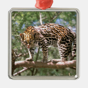 South America, Ecuador, Amazon. Ocelot Metal Ornament