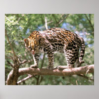 South America, Ecuador, Amazon. Ocelot