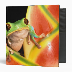 South America, Ecuador, Amazon. Tree frog Binder