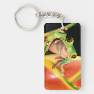 South America, Ecuador, Amazon. Tree frog Keychain