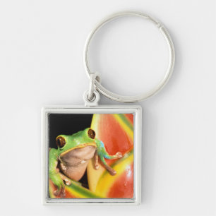 South America, Ecuador, Amazon. Tree frog Keychain
