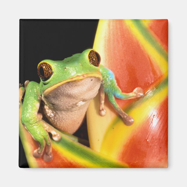 South America, Ecuador, Amazon. Tree frog Magnet (Front)
