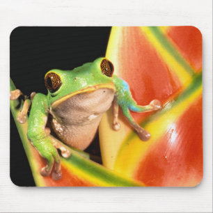 South America, Ecuador, Amazon. Tree frog Mouse Pad