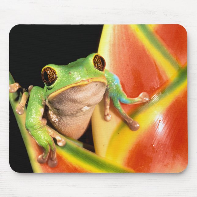 South America, Ecuador, Amazon. Tree frog Mouse Pad (Front)