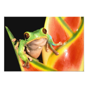 South America, Ecuador, Amazon. Tree frog Photo Print