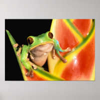 South America, Ecuador, Amazon. Tree frog