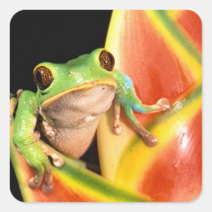 South America, Ecuador, Amazon. Tree frog Square Sticker