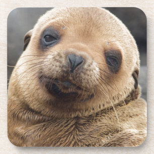South America, Ecuador, Galapagos Islands Coaster