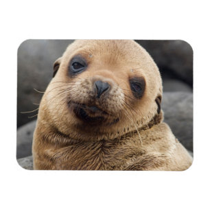 South America, Ecuador, Galapagos Islands Magnet