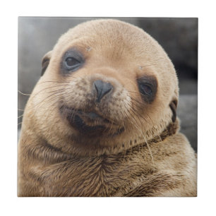 South America, Ecuador, Galapagos Islands Tile