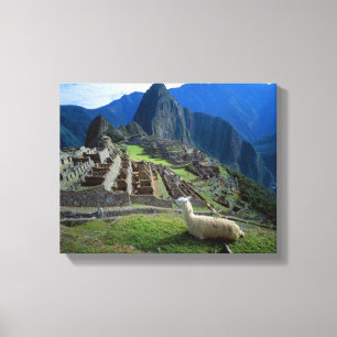South America, Peru. A llama rests on a hill Canvas Print