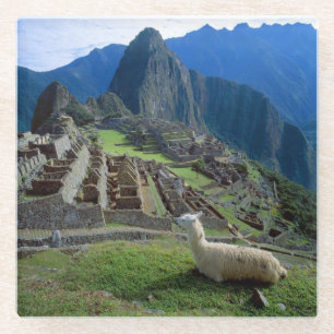 South America, Peru. A llama rests on a hill Glass Coaster