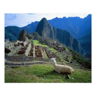 South America, Peru. A llama rests on a hill Photo Print