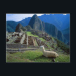 South America, Peru. A llama rests on a hill Postcard<br><div class="desc">South America,  Peru A llama rests on a hill overlooking the ruins of Machu Picchu in the Andes Mountains � Jim Zuckerman / Jaynes Gallery / DanitaDelimont.com</div>