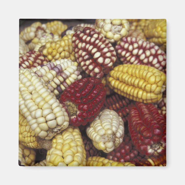 South America, Peru Corn, Maize Magnet (Front)
