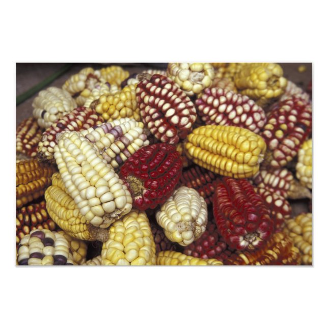 South America, Peru Corn, Maize Photo Print (Front)