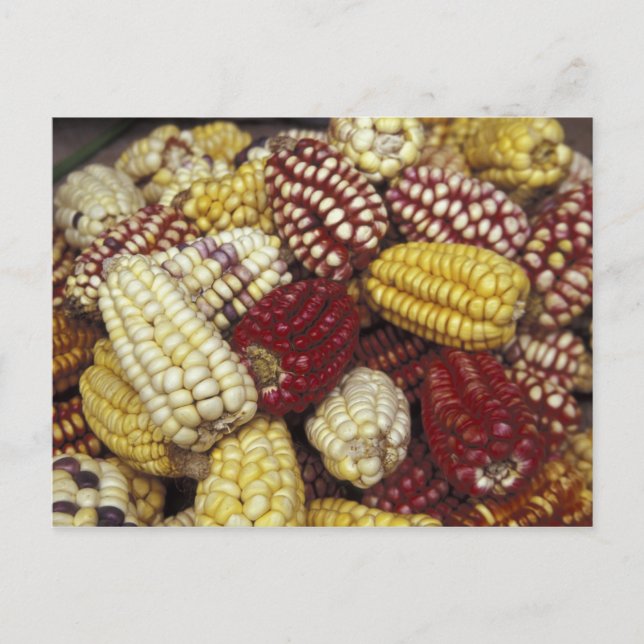 South America, Peru Corn, Maize Postcard (Front)