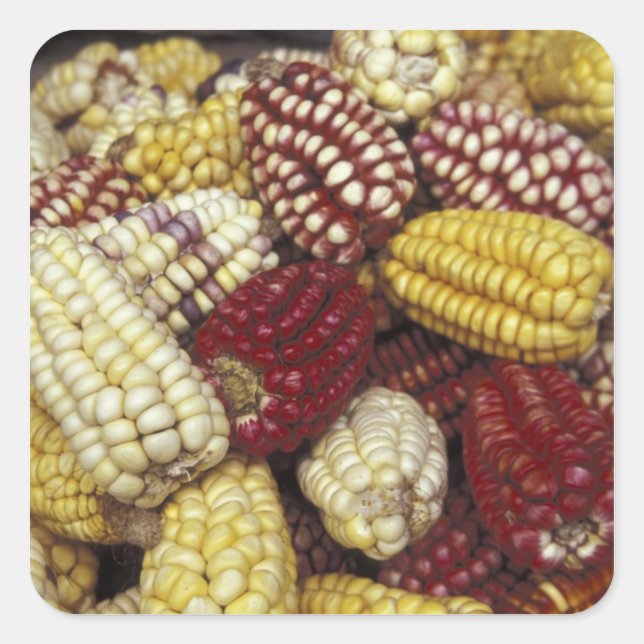 South America, Peru Corn, Maize Square Sticker (Front)