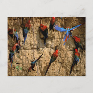 South America, Peru, Manu National Park, Postcard