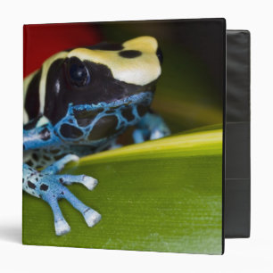 South America, Republic of Surinam. Close-up Binder