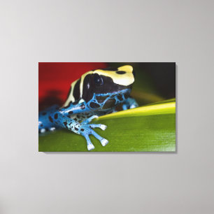 South America, Republic of Surinam. Close-up Canvas Print