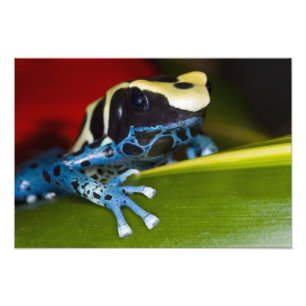 South America, Republic of Surinam. Close-up Photo Print