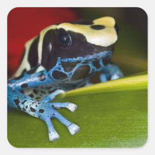 South America, Republic of Surinam. Close-up Square Sticker