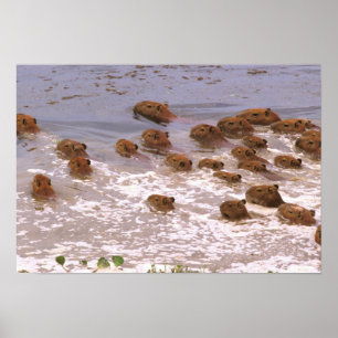 South America, Venezuela, Llano region. Poster