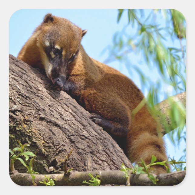 South American Coati in tree Square Sticker (Front)