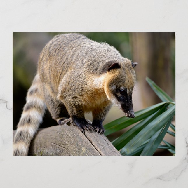 South American Coati on branch Foil Holiday Postcard (Front)