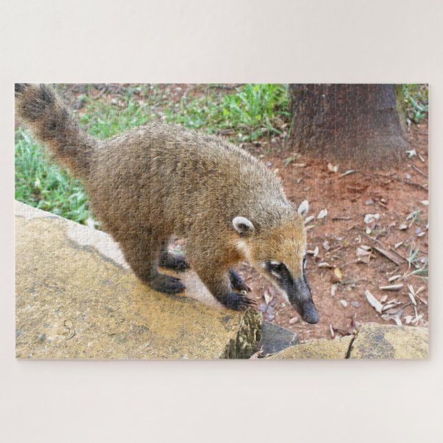 South American coatimundi animal, Argentina Jigsaw Puzzle (Horizontal)