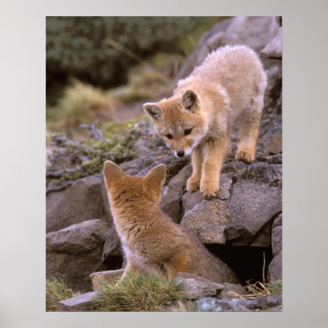 South American Gray Fox (Lycalopex griseus) pair Poster (Front)